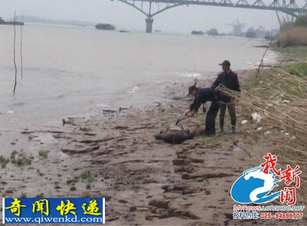 南京浦口江边现男尸 尸体已变形腐烂
