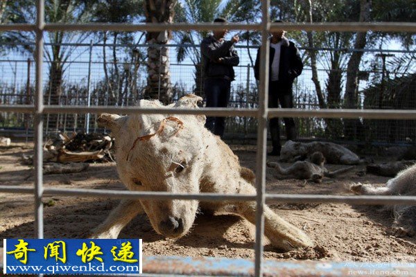 巴以冲突致加沙动物园动物饿死风吹日晒成干尸(组图)