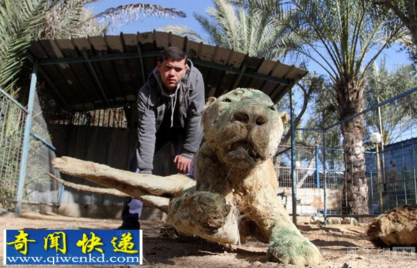 巴以冲突致加沙动物园动物饿死风吹日晒成干尸(组图)