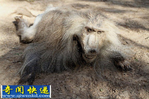 巴以冲突致加沙动物园动物饿死风吹日晒成干尸(组图)