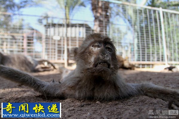 巴以冲突致加沙动物园动物饿死风吹日晒成干尸(组图)