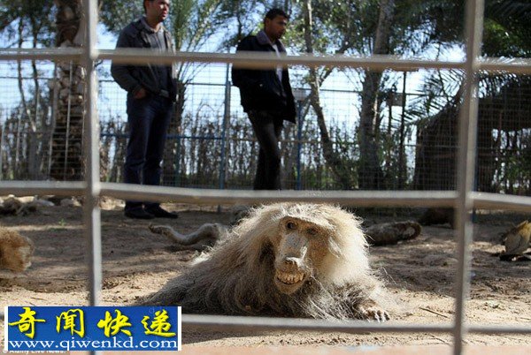 巴以冲突致加沙动物园动物饿死风吹日晒成干尸(组图)
