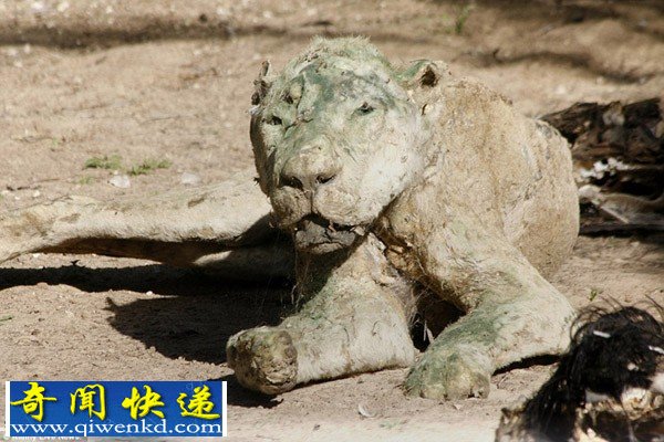 巴以冲突致加沙动物园动物饿死风吹日晒成干尸(组图)