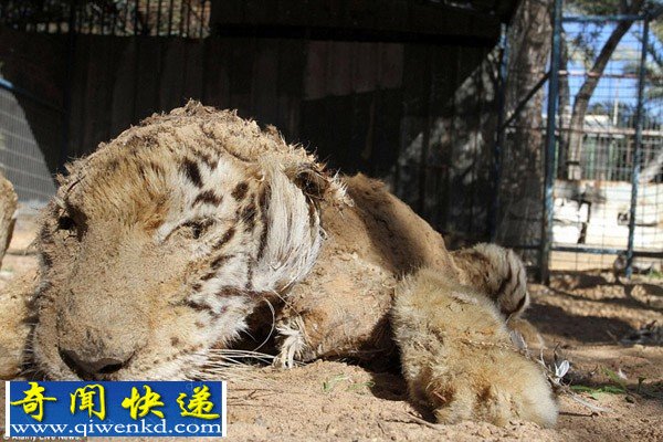 巴以冲突致加沙动物园动物饿死风吹日晒成干尸(组图)