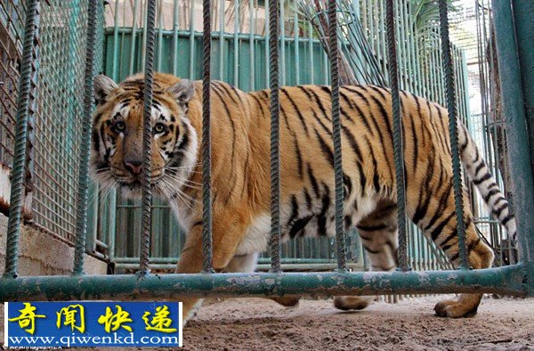 巴以冲突致加沙动物园动物饿死风吹日晒成干尸(组图)