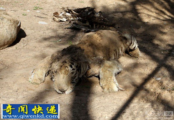 巴以冲突致加沙动物园动物饿死风吹日晒成干尸(组图)