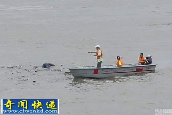 武汉渡江节遭遇恐怖浮尸"拦路" 横渡队员措手不及