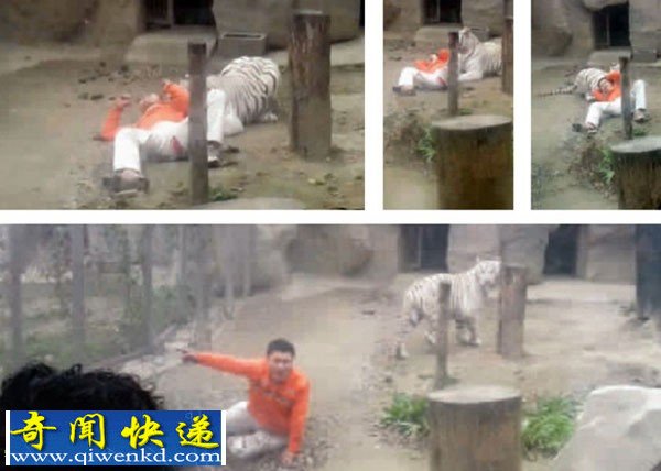 成都:男子翻入动物园老虎圈被白虎拖行撕咬仍拿笔作画