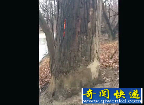 诡异一幕！一颗大树内突然起火燃烧似鬼火