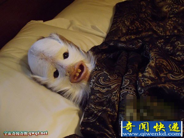  Ͱɫëʲô