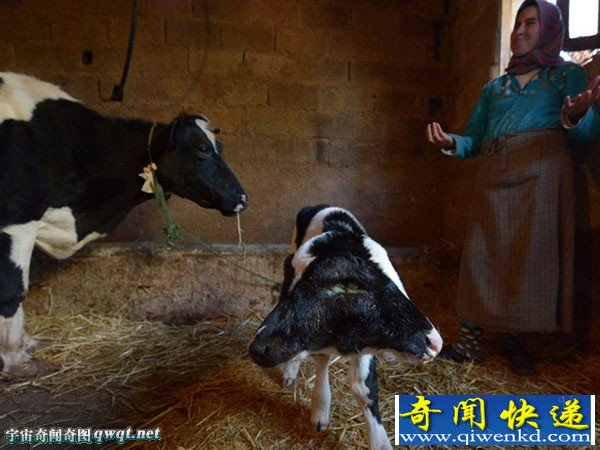 굽֮Ħĸţ˸˫ͷСţ
