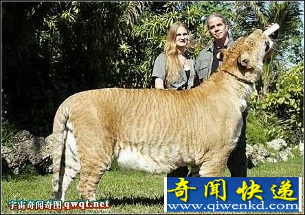 ޴ӽʨ س500