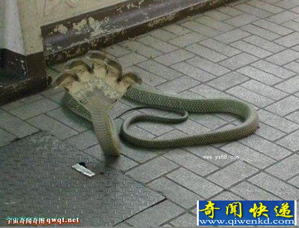 ͷߵĺͼ Ĥ