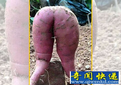 عҲôˣⲻô