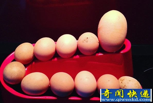 母鸡生下蛋中蛋 真正的巨无霸鸡蛋