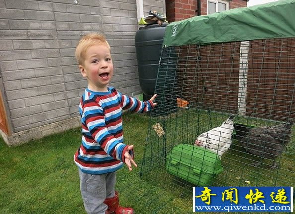 母鸡生下蛋中蛋 真正的巨无霸鸡蛋
