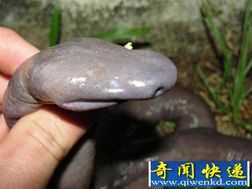 罕见阴茎蛇惊现海底 亮瞎眼的性器官