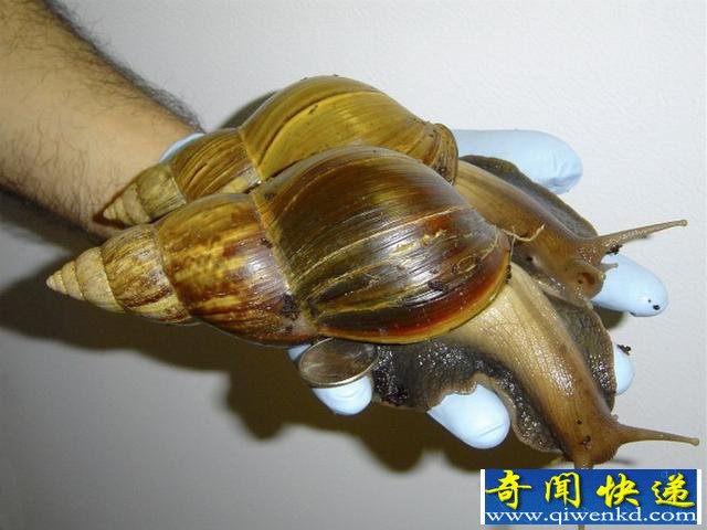 ޾ţ 峤0.4Я