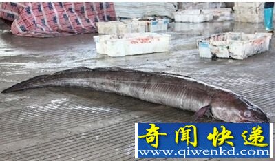 񲶻㳤Լ6 ̵ˮеĸֹ