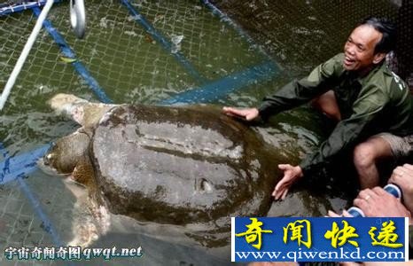 世界最大巨型老鳖:斑鳖体重可达100公斤以上