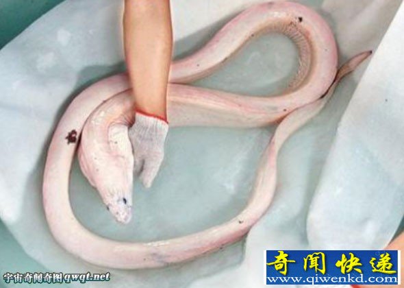 浅海中惊现罕见活体白龙王 惊呆海滩上的游客