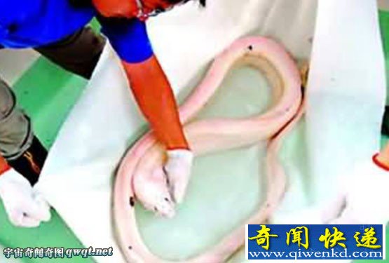 浅海中惊现罕见活体白龙王 惊呆海滩上的游客