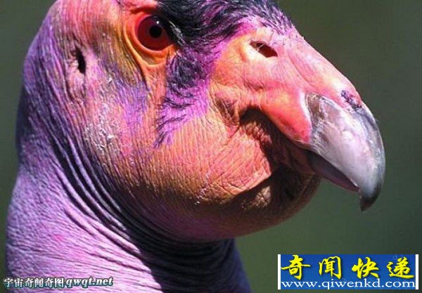 盘点世界上最丑陋动物:水滴鱼世界最丑(组图)