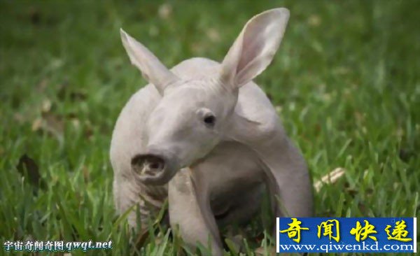 盘点世界上最丑陋动物:水滴鱼世界最丑(组图)