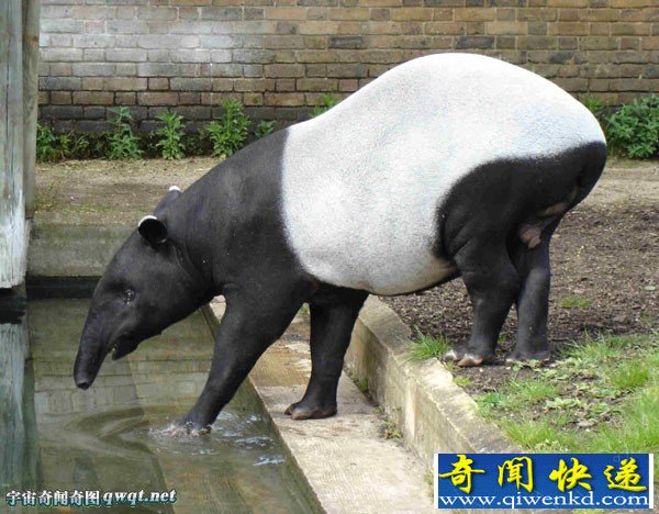 新加坡国宝动物马来貘现身 属濒危野生动物