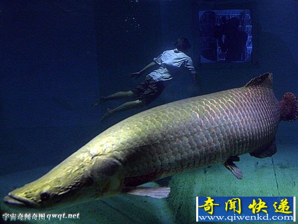 盘点世界各地濒危巨型淡水鱼类:湄公河巨型鲶鱼