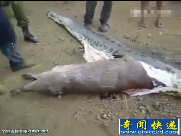 超级巨大蟒蛇被捕获 腹中剖出大水豚全过程