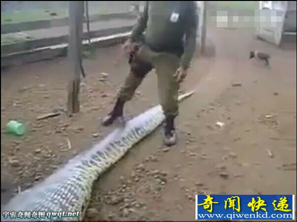超级巨大蟒蛇被捕获 腹中剖出大水豚全过程