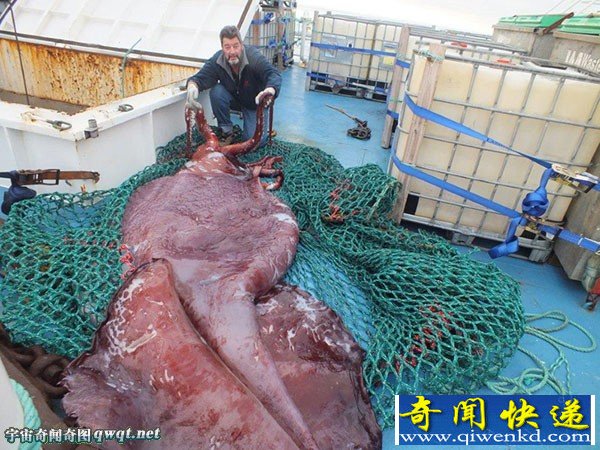 实拍记录:南极洲巨型乌贼做尸检:重350公斤有3颗心脏