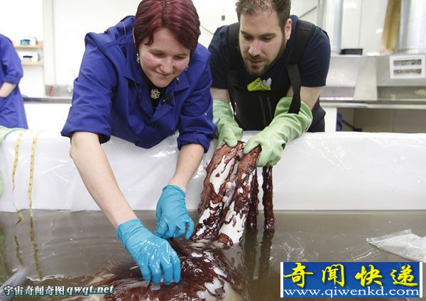 实拍记录:南极洲巨型乌贼做尸检:重350公斤有3颗心脏