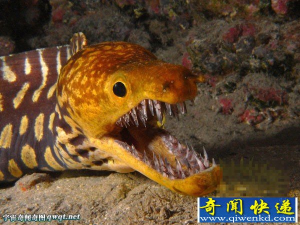 实拍奇特照片:金黄海鳗 深海凶猛肉食怪鱼