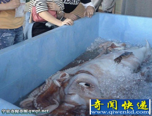 日本发现巨型乌贼 世界最大乌贼曾超过10米