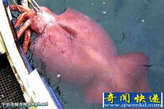 日本发现巨型乌贼 世界最大乌贼曾超过10米