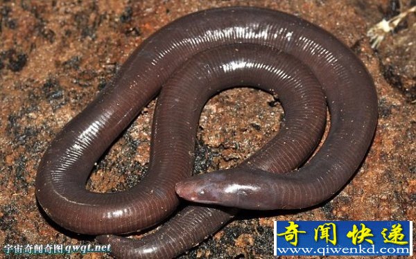柬埔寨发现新奇怪物种 鱼螈形似蛇和大号蚯蚓