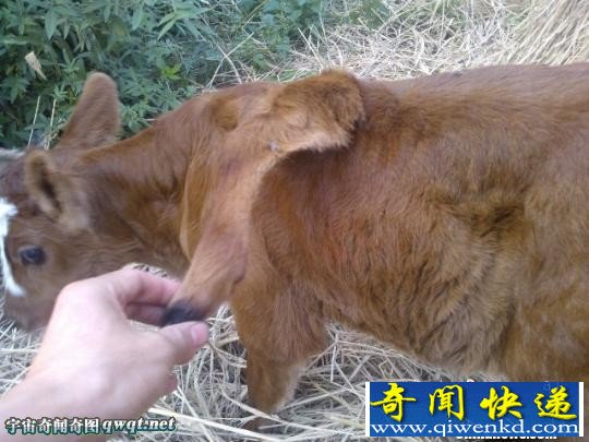 湖北枝江惊现变异牛犊:小牛背上长出第5条腿