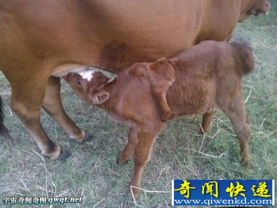 湖北枝江惊现变异牛犊:小牛背上长出第5条腿