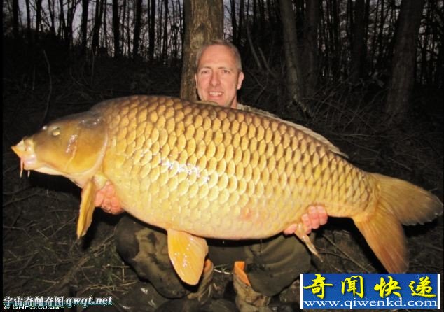 英垂钓者14年后钓到同一条巨大鲤鱼 重达50公斤