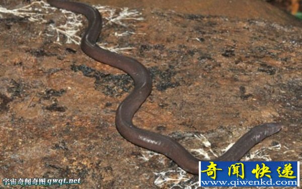 柬埔寨发现新奇怪物种 鱼螈形似蛇和大号蚯蚓