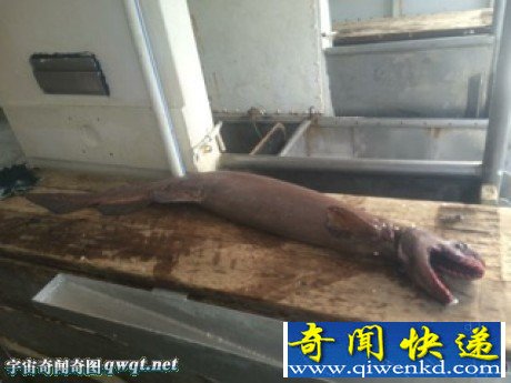 渔夫抓到活的凶猛古鲨鱼:有300颗牙 堪称活化石