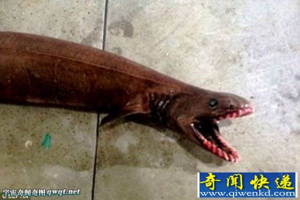 渔夫抓到活的凶猛古鲨鱼:有300颗牙 堪称活化石