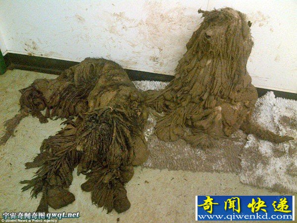 英流浪狗脏乱长毛如破烂布匹 修整前后对比图差别大