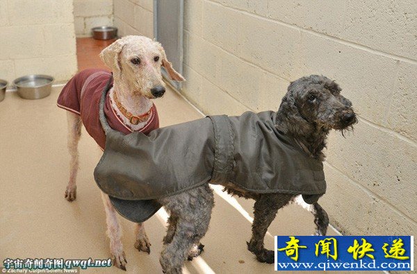 英流浪狗脏乱长毛如破烂布匹 修整前后对比图差别大