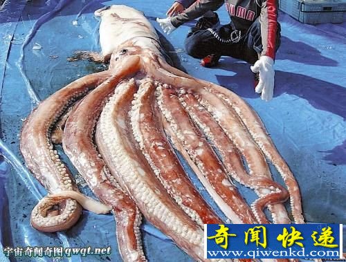 日本渔民捕获的7.6米长巨型鱿鱼 被捞上船后很快死亡