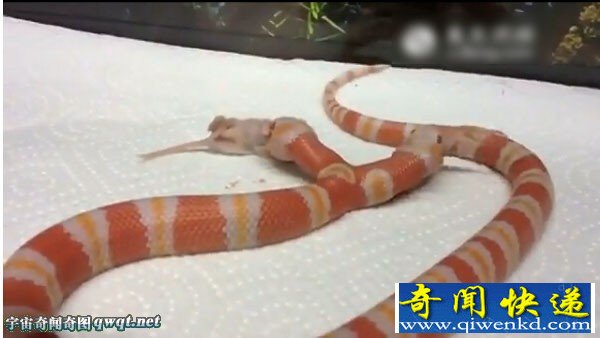 罕见双头蛇同吞食老鼠全过程:一头吃另一头咽