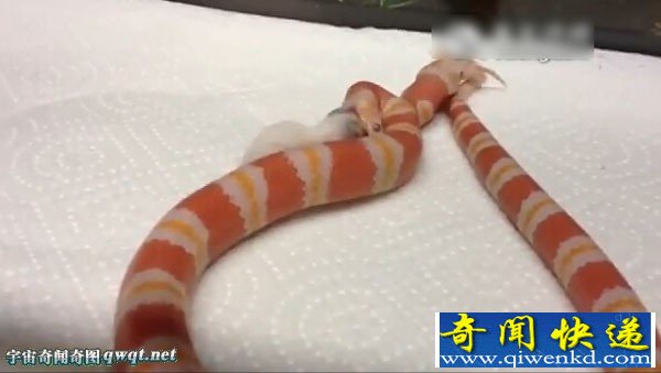 罕见双头蛇同吞食老鼠全过程:一头吃另一头咽