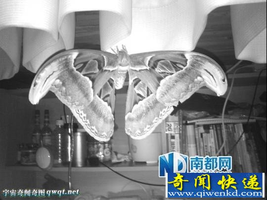 惠州学生宿舍现全球最巨大蛾类